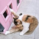 몽쉘 그루밍 이미지