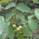 호두나무 이미지