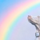 온사랑펫 이미지