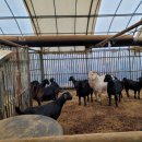 염소사육장 이미지