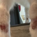 하나로양한방동물병원
