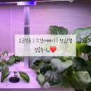 내돈내산 | 수경재배기 | 오늘식물 | 장,단점 | 성공후기,,♥