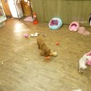 멍멍이랑 호호아줌마 이미지