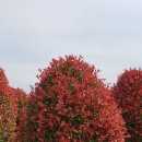 송하농장 이미지