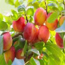 자옥농장 이미지