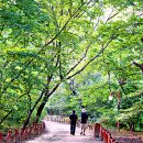 함양톱밥 이미지