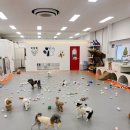 제주네 애견유치원 이미지