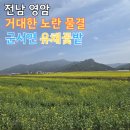 월출산국립공원 도갑사 주차장 | [전남 영암 여행] 영암 유채꽃 명소, 군서면 일대 펼쳐진 황금빛 물결 끝이 안 보여