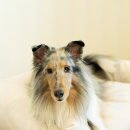 호텔핀코 이미지