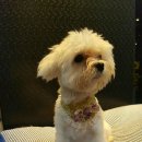 개랑놀아주는남자 이미지