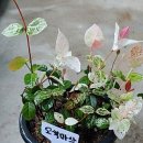 화원농장1 이미지