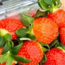 더드림농장 이미지