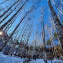 천보수산 | 로망스투어 당일치기 리무진 버스투어 인제 원대리 자작나무 숲, 속초 관광수산시장, 영랑호 후기