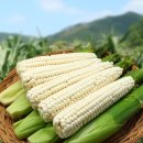 청산농원 | 괴산대학찰옥수수 공구 후기, 산지직송 청산농원에서 갓 쪄낸 쫀득함!