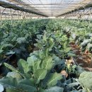 이삼구농장 이미지