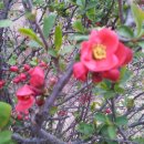 꽃순이농장 이미지