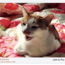 나비이불 이미지