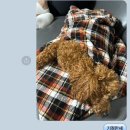 댕글라이프 | 용인애견카페 댕글라이프 후기 날씨 상관없이 강추