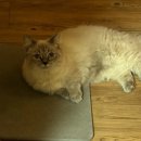 발라당냥 이미지