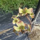 동해종묘사 이미지