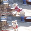 밍키애견 이미지