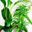 세상을위로하는 따뜻한 힘 힐링원예 이미지