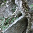 (지리산)중산리~ 천황봉~장터목에서 만난 식물들 이미지