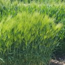 보리&보리 이미지