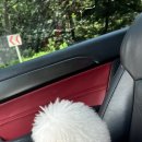 멍지펫살롱 이미지