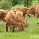 초지한우 이미지