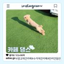 댕스라지 | 용인애견운동장 카페댕스 방문기 실내부터 넓은 운동장까지 만족했던 애견카페