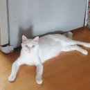 엉클스캣 | 대전 고양이 무마취미용은_엉클스캣!