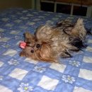 미키애견 이미지