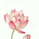 보타니컬아트 (중급) 이미지