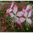 바늘꽃(홍접초,가우라) 이미지