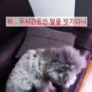 멋내는 애견 이미지