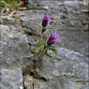 동강의낙원 이미지