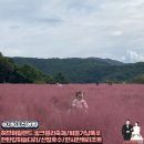 줄포환경센터 | [주말/서울근교 아기랑 가볼 만한 곳] 포천여행_허브아일랜드 핑크뮬리축제/비둘기낭폭포/한탄강하늘...