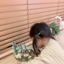 B-1 | [제주] 르빌리지애월 1호점 더포래스트빌 B-1 후기 (with 애기 둘)