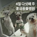 홍