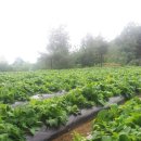 하늘닿은농장 이미지