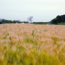 여주-1100 이미지