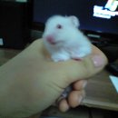 오밴 이미지