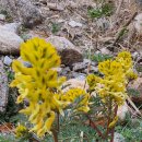 휴아일랜드 이미지