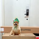 메트로펫 | 강아지 슬개골탈구예방 퍼핑 펫매트 언박싱 사용 후기