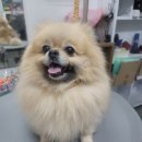 안젤라미용실 - 강남구 | 경산애견미용 포메라니안 풀코트 위생목욕