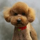 이츠펫(진천점) 이미지