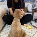 용인 애견카페 별똥구리 후기