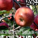 일광농원 네이버블로그