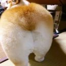 빵실 이미지